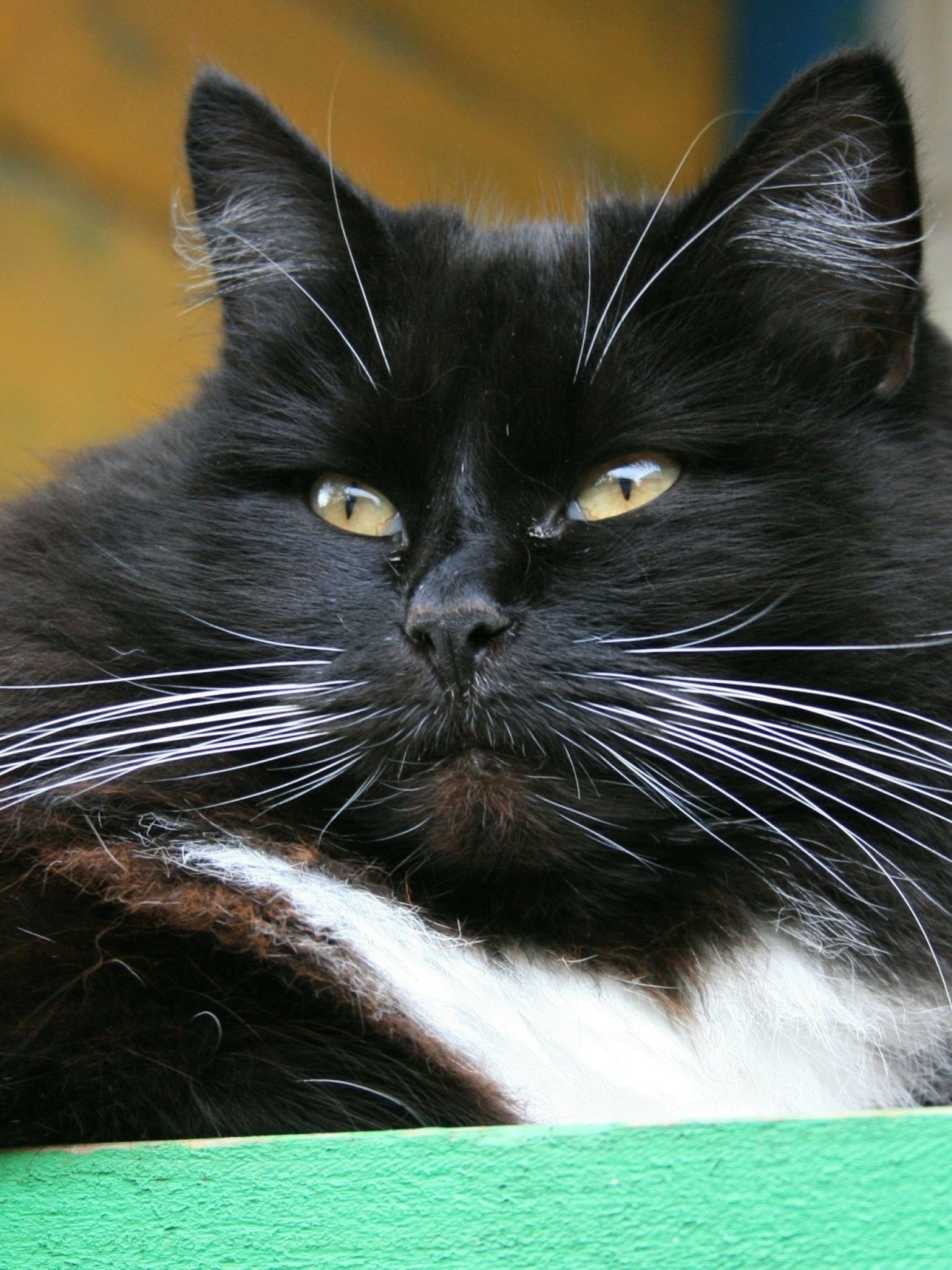 Чёрные усы у кошек
