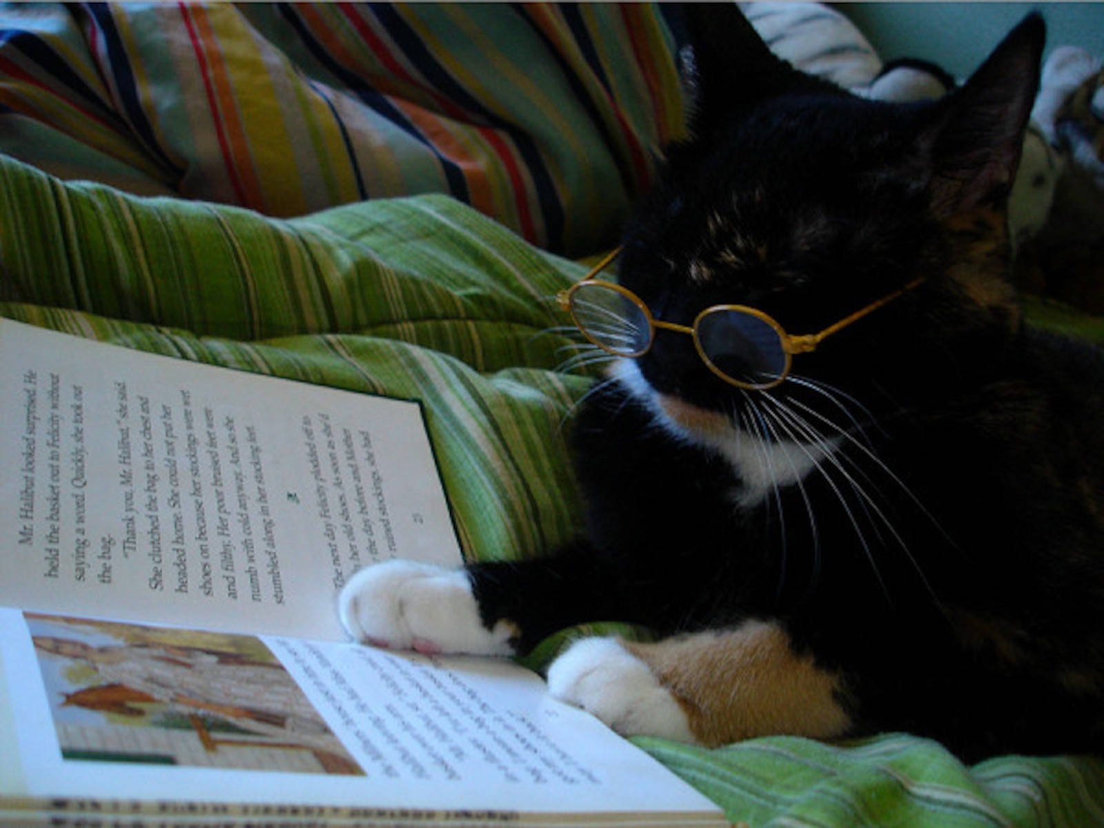 Книги ученый кот. Кот ученый. Котик с книжкой. Умный кот. Книга котик.