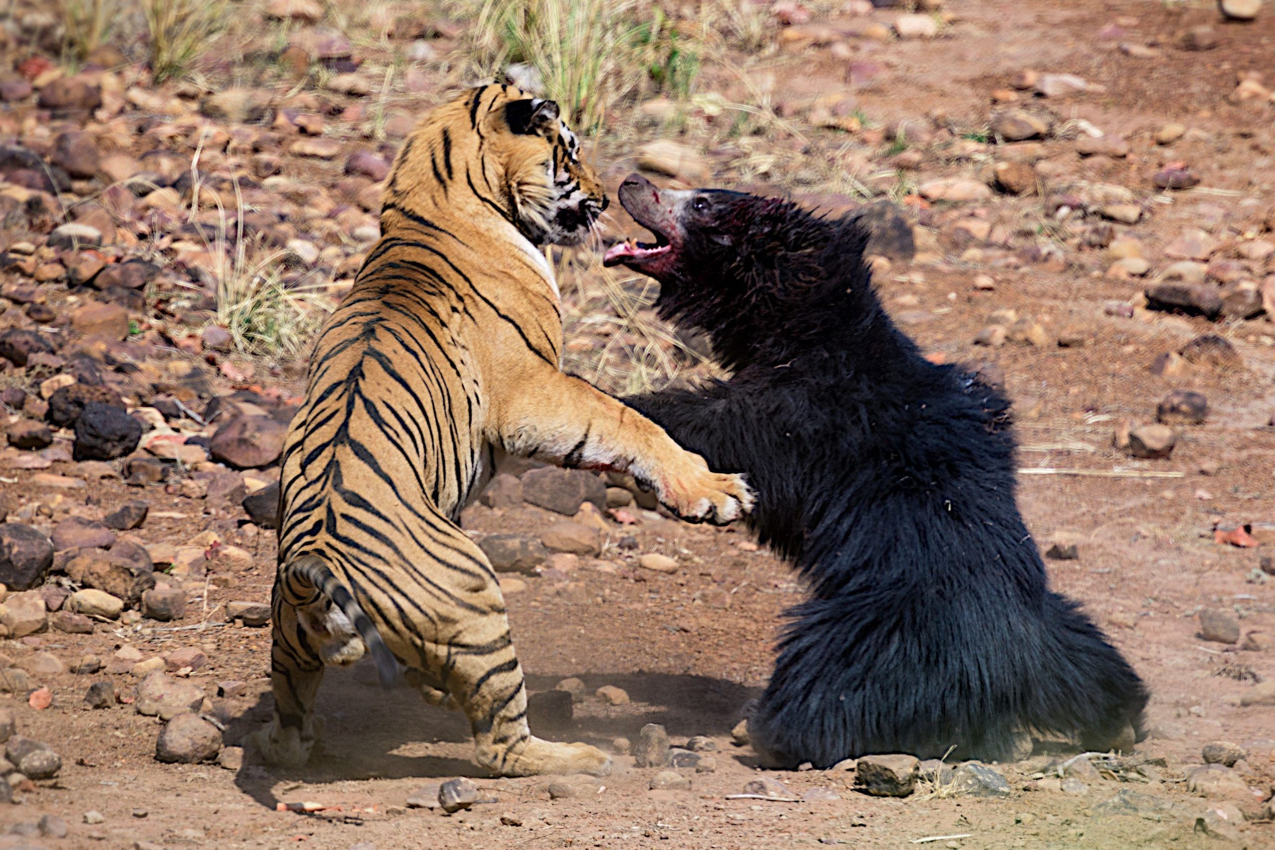 Битва животных в природе видео. Медведь Гризли против тигра. Гималайский медведь против тигра. Медведь против тигра битва. Медведь Гризли против Льва.