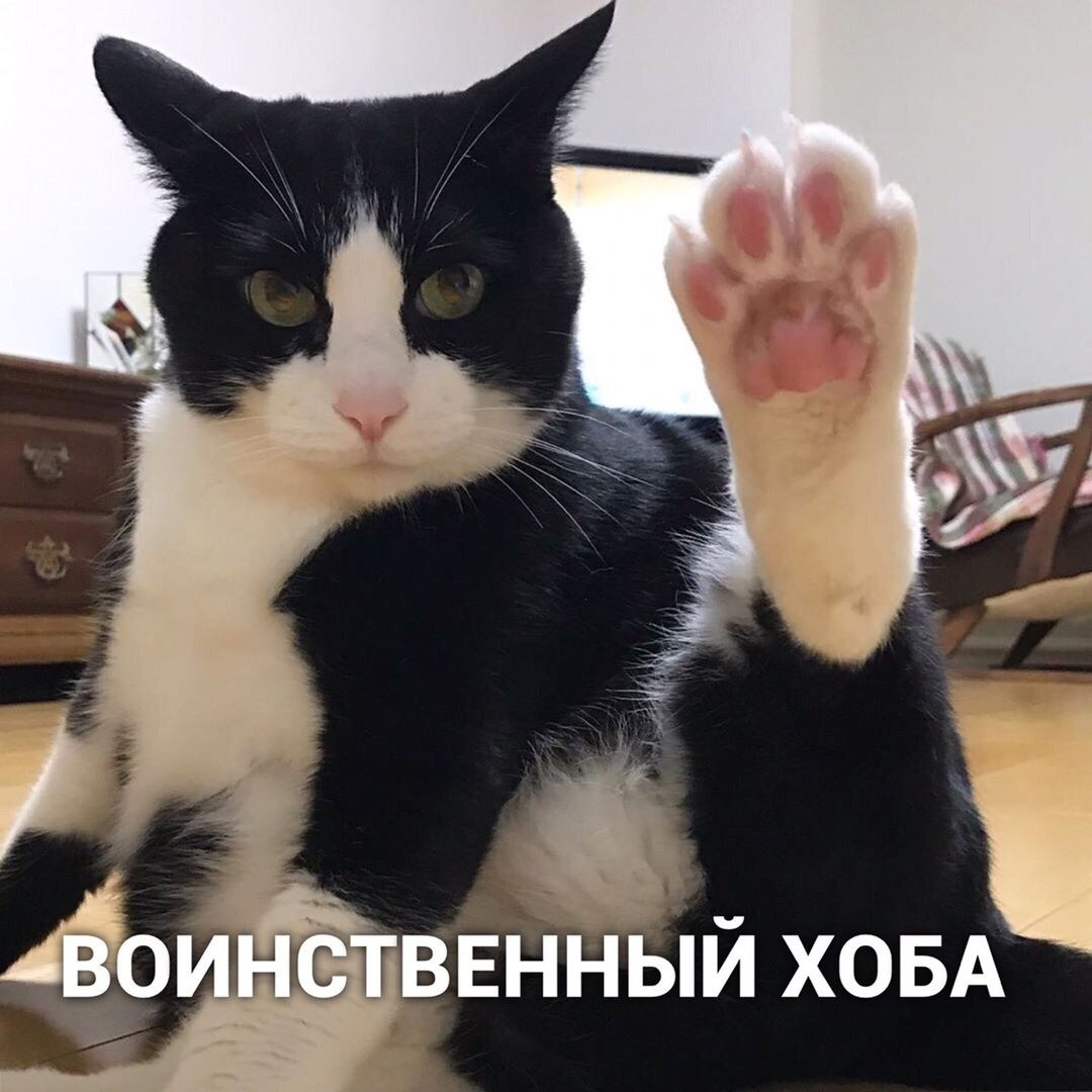 Кота повышен. Хоба Дабл хоба. Кот с лапой хоба. Кот с поднятой лапой. Коты с поднятыми лапами.