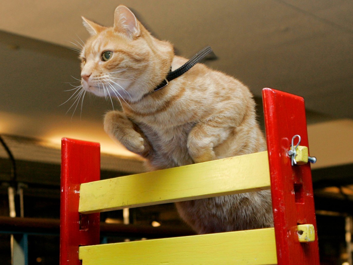 Предметы для дрессировки кошек. Дрессированный кот. Препятствия для кошек. Дрессировка кошек. Кошка прыгает через барьер.