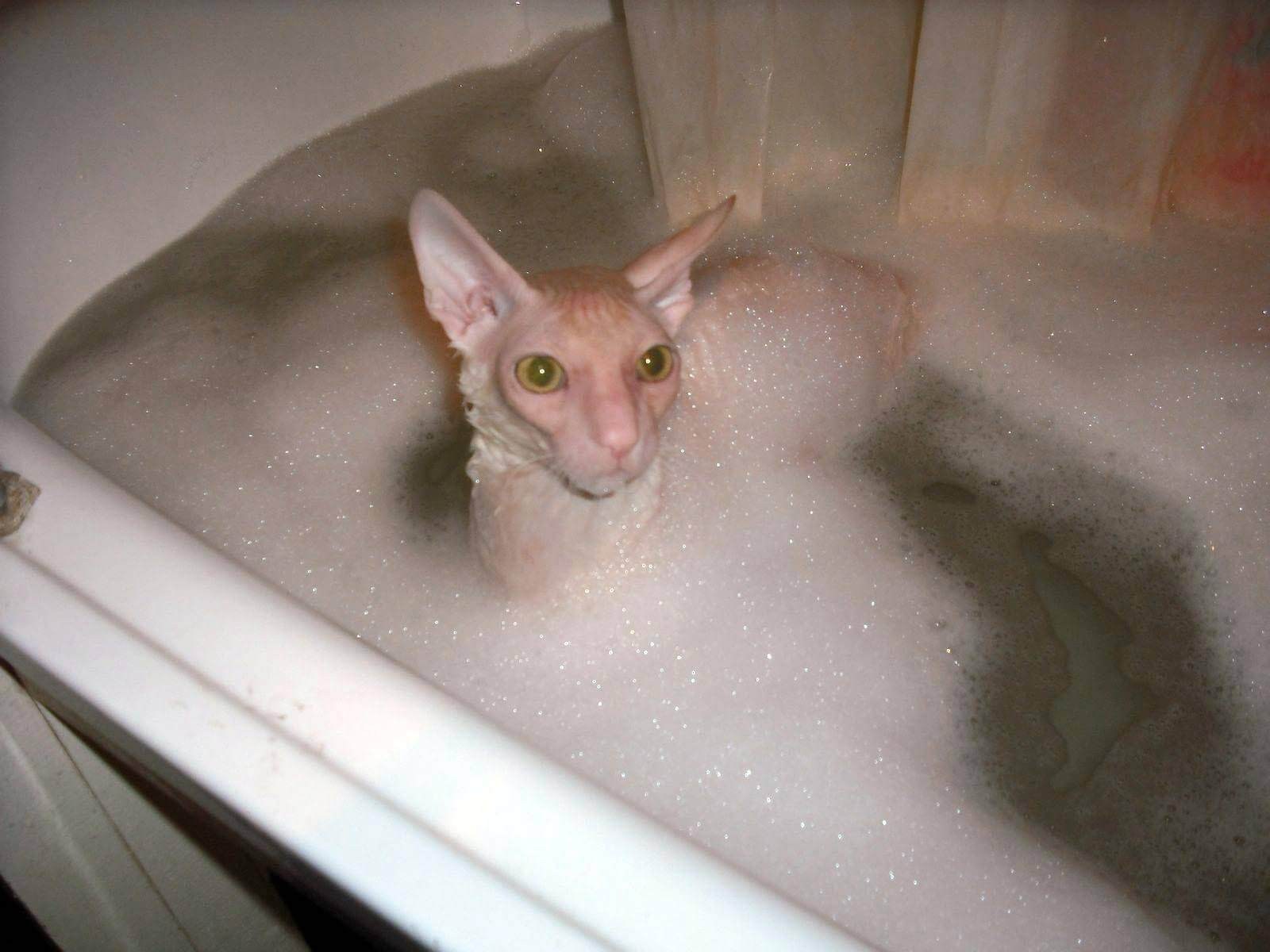 Мокрая киска с разговорами. Мокрый Корниш рекс. Мытье сфинкса. Лысые кошки в ванне. Сфинкс купается в ванной.