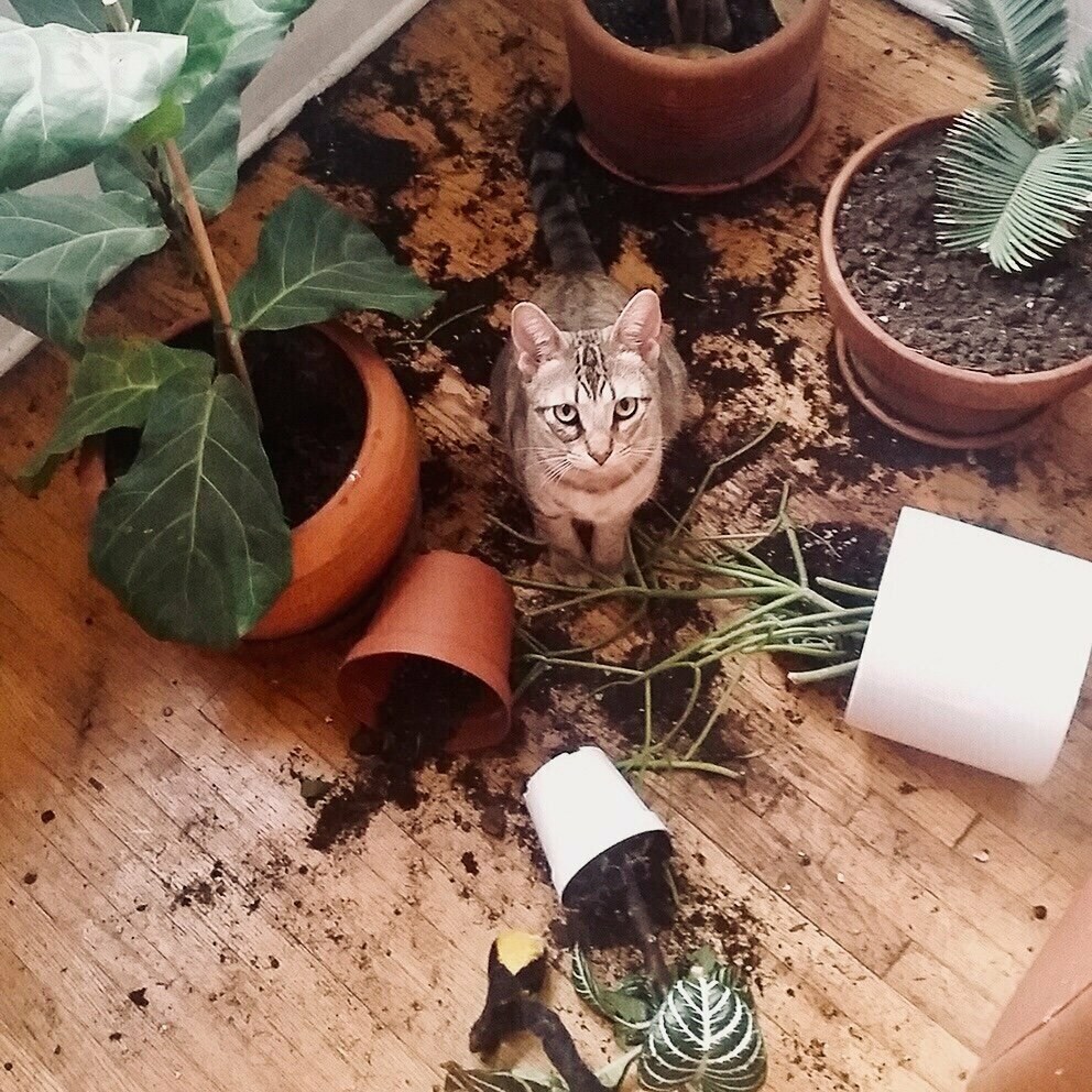 Кот уронил горшок с цветком