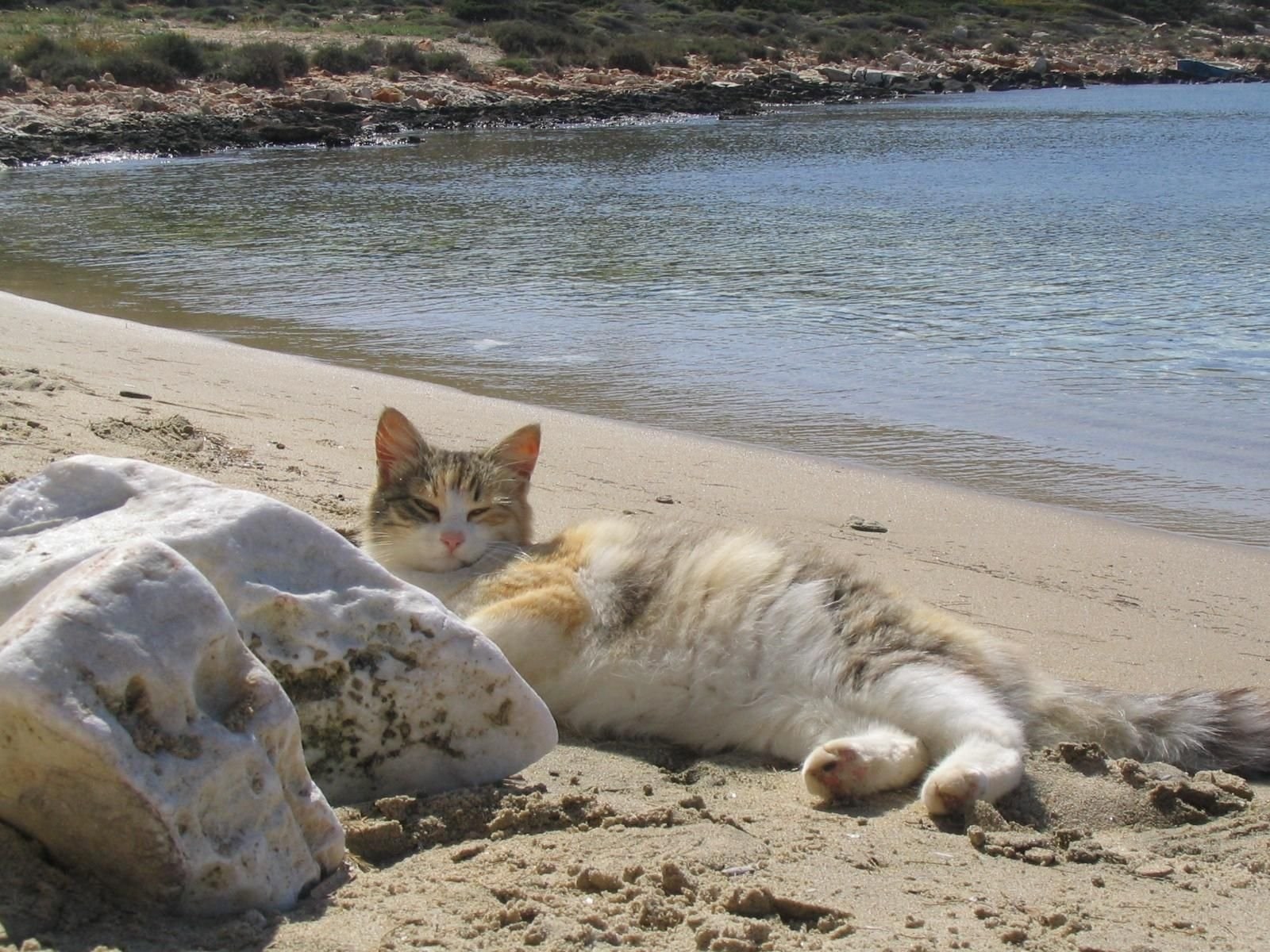 Кот на море. Кот на пляже. Кот на берегу. Отдыхающий кот. Коты на берегу моря.