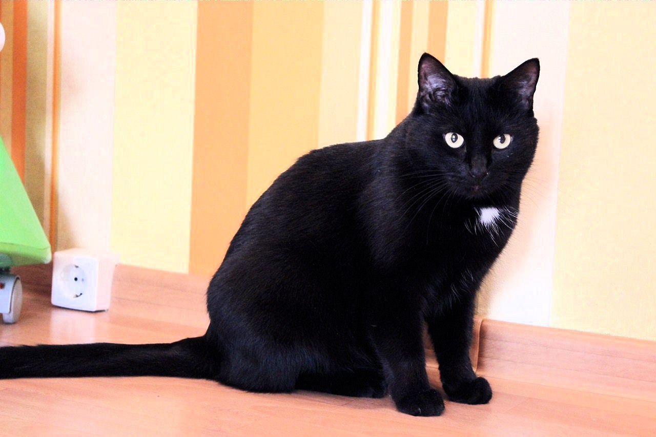 Черная гладкошерстная кошка порода