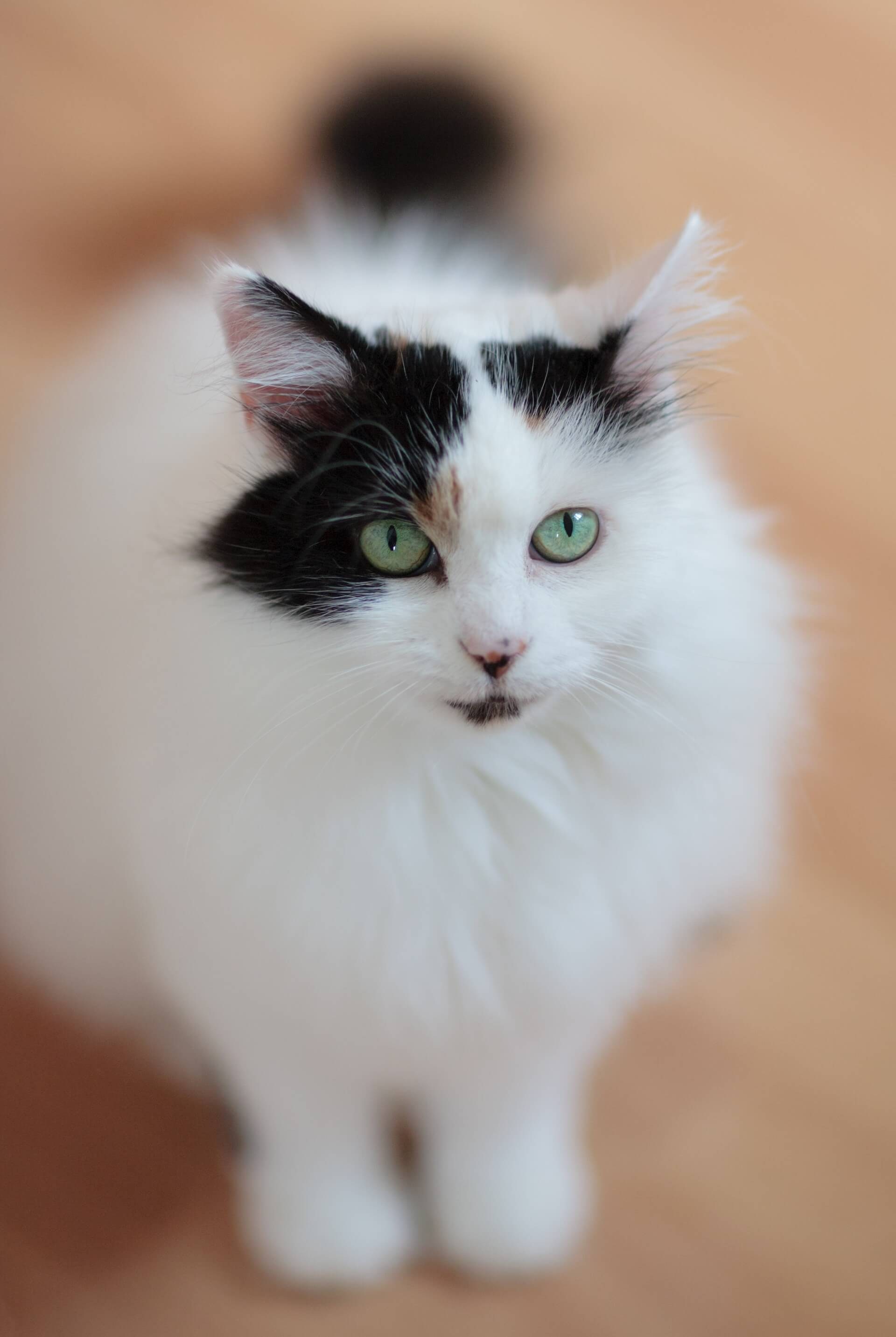 Турецкий Ван кот белый