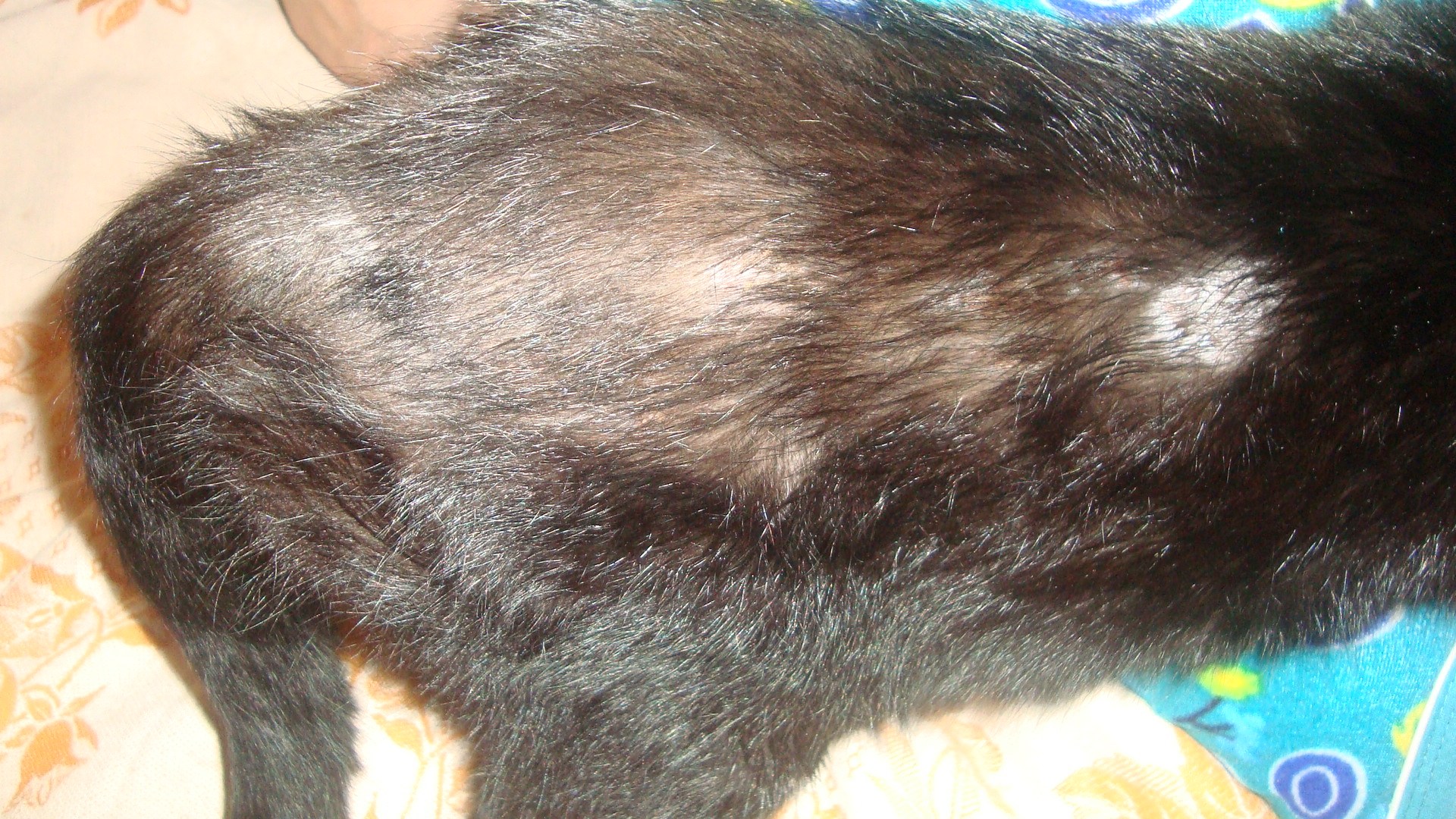 У кота корочки на спине у хвоста - картинки и фото koshka.top