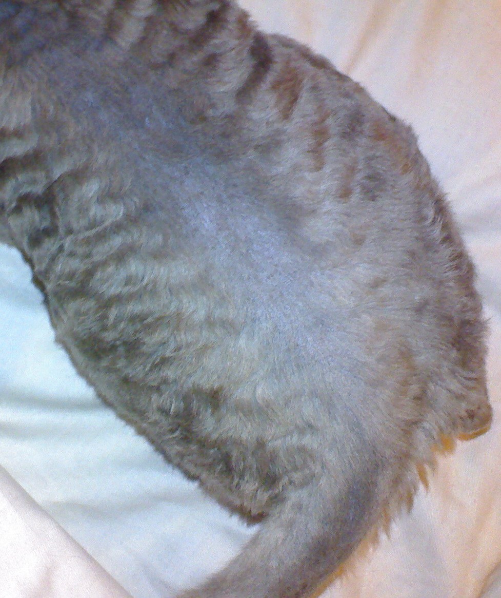 У кота корочки на спине у хвоста - картинки и фото koshka.top