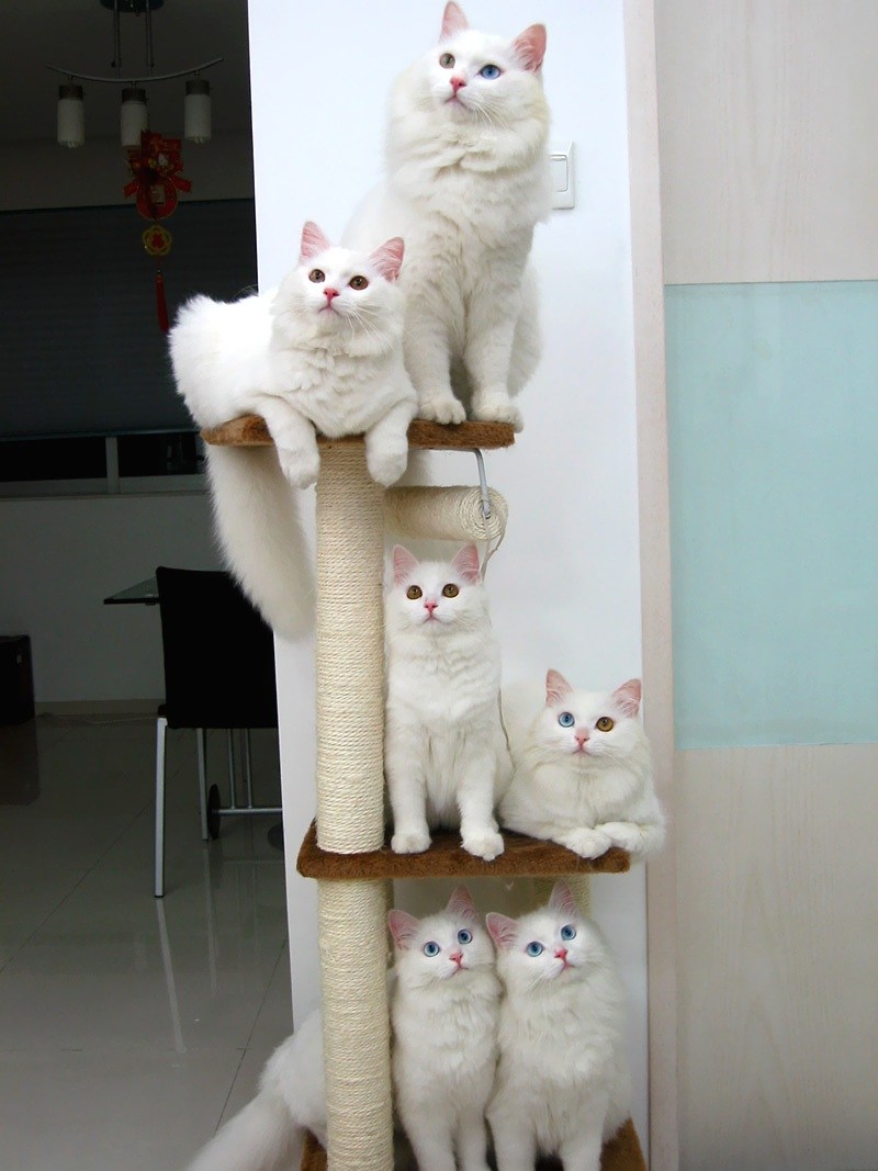 Прикольные коты белые