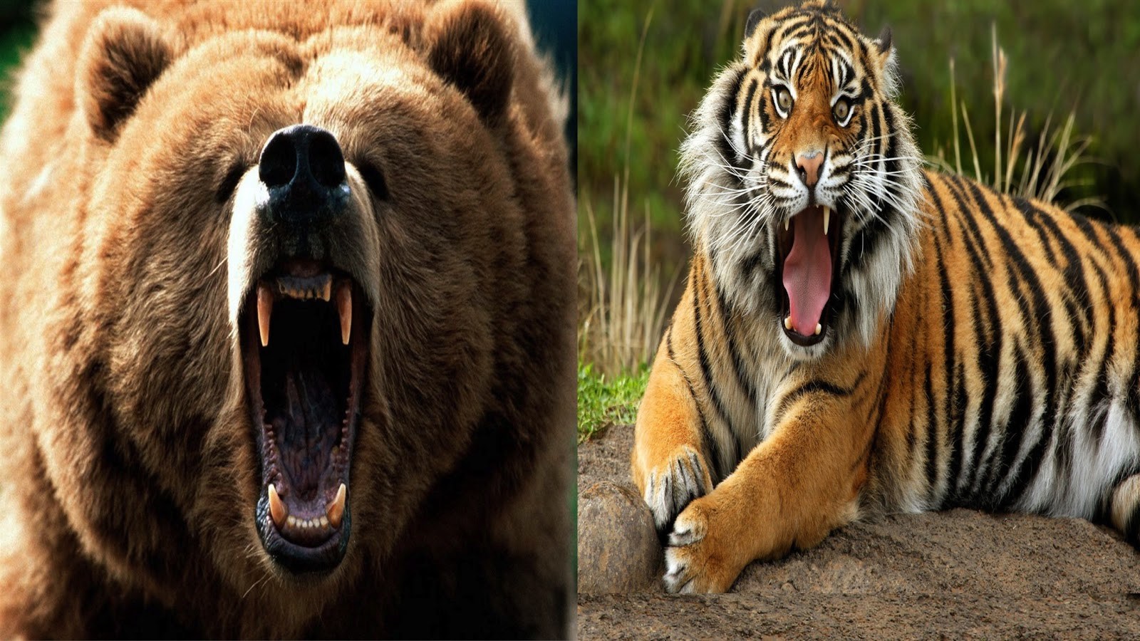 Тигр лев и медведь. Медведь Гризли против тигра. Медведь Гризли против Льва. Амурский тигр и бурый медведь. Уссурийский тигр против медведя.
