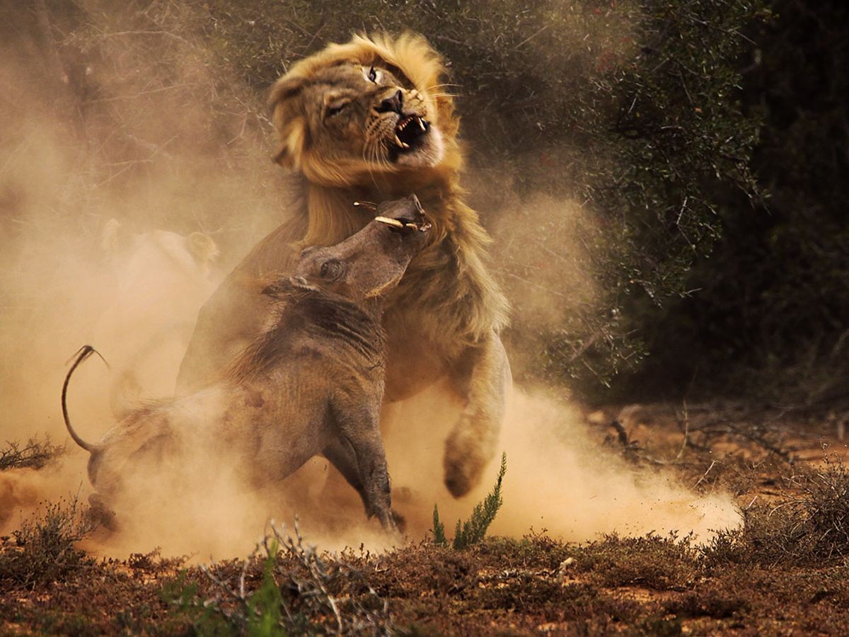 Почему уходит лев. Битва Львов за Прайд. Львы в дикой природе. Лев в прыжке.