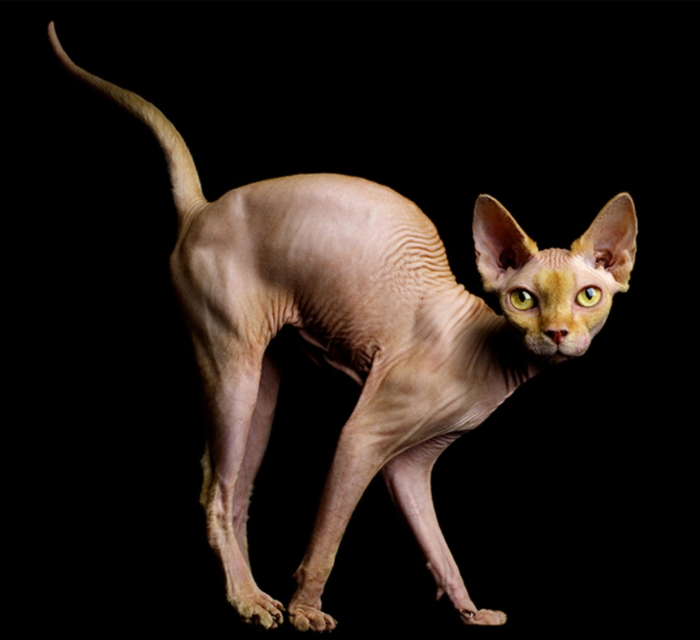 Египетская Сиамская кошка