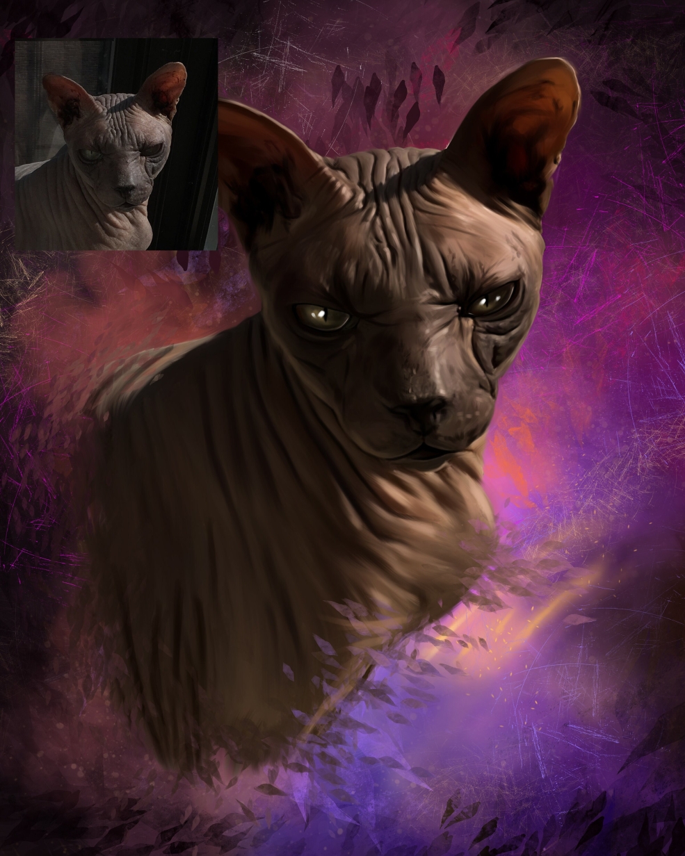 Sphynx Cat portrait