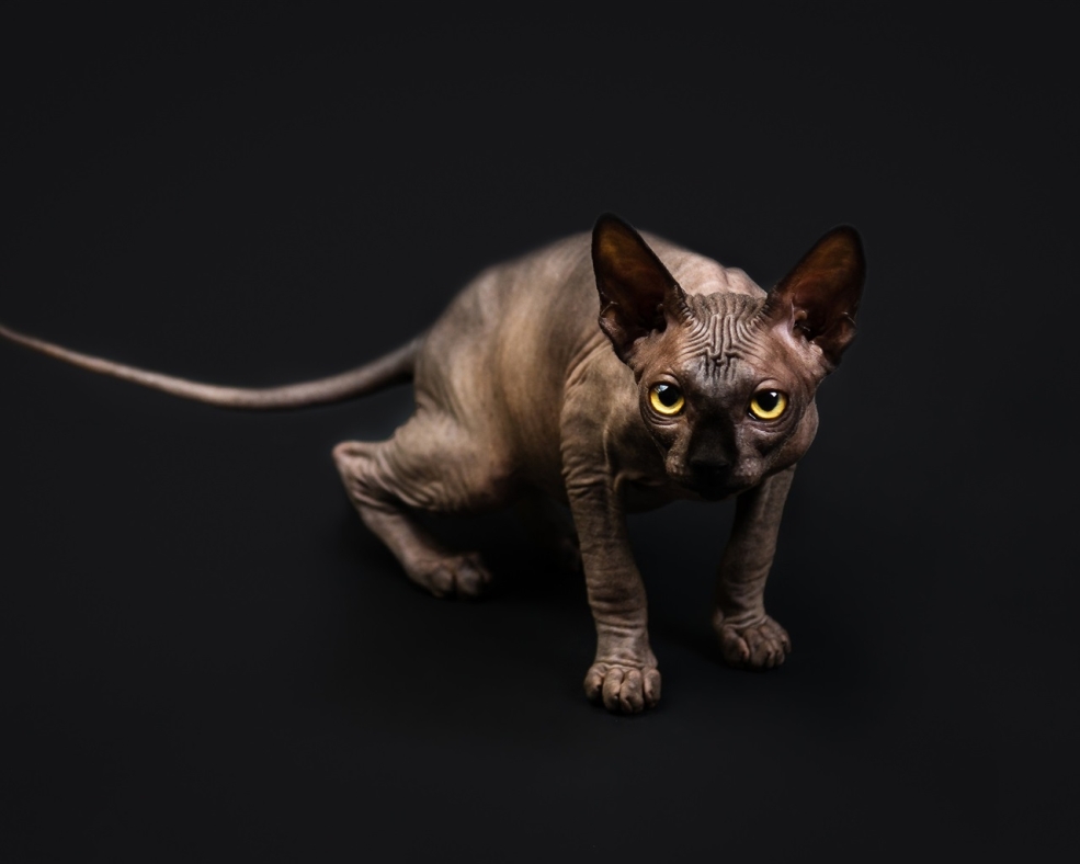 Сфинкс кошка коричневая
