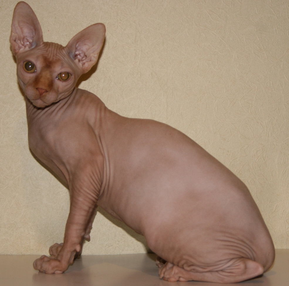 Королевский сфинкс кошка
