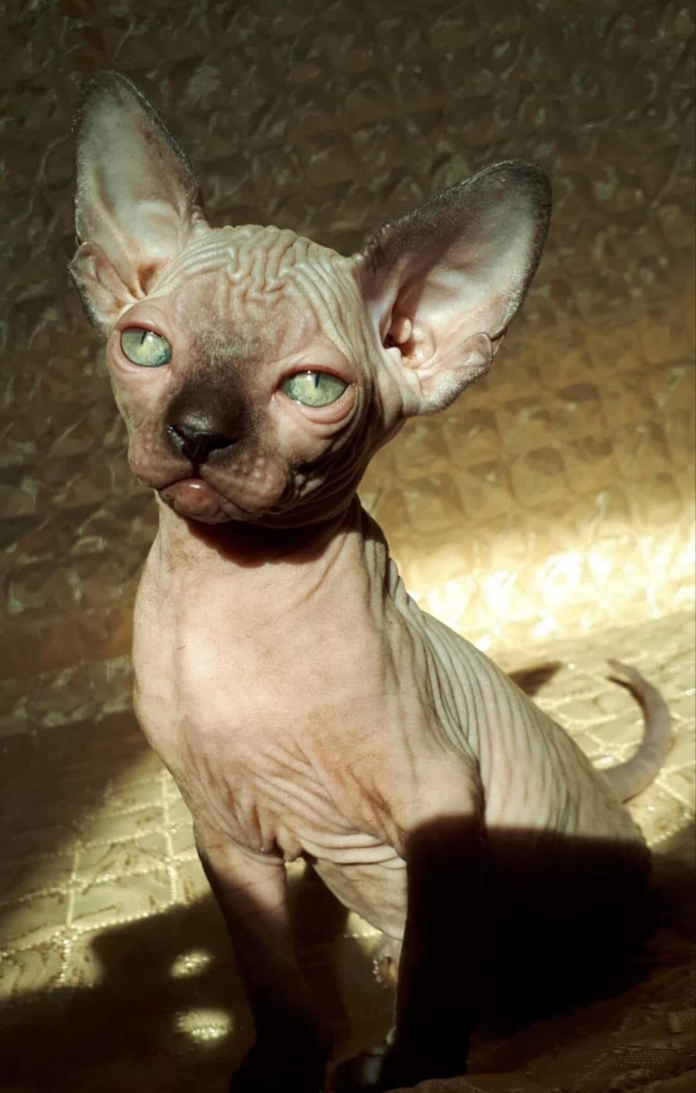 Чёрный сфинкс кошка