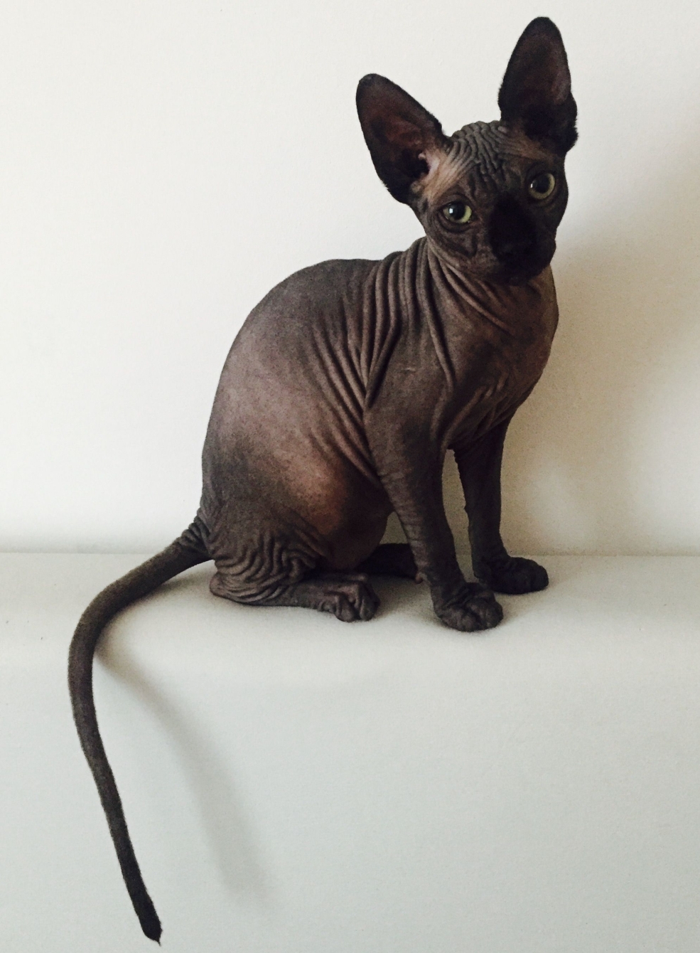 Чёрный сфинкс кошка