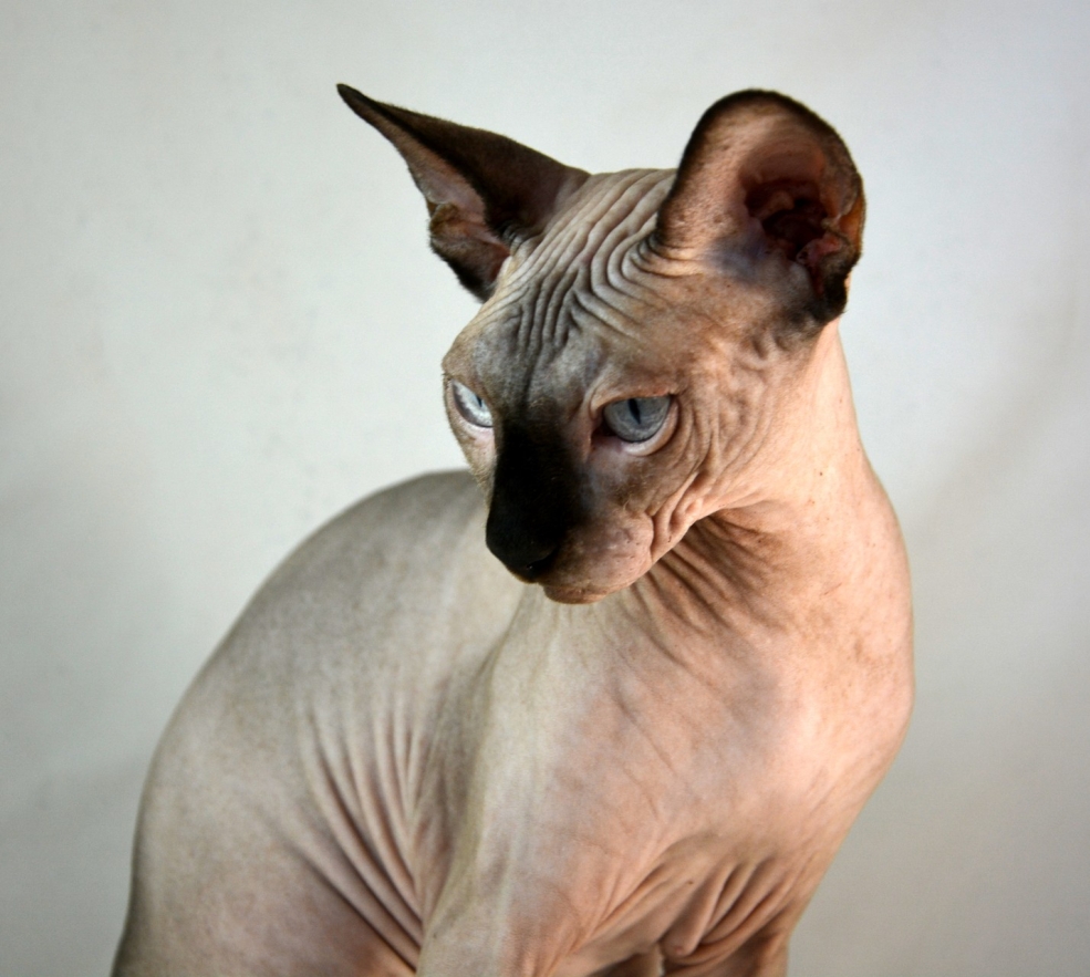 Сфинкс кошка