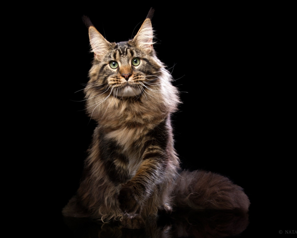Кот Мейн кун черный