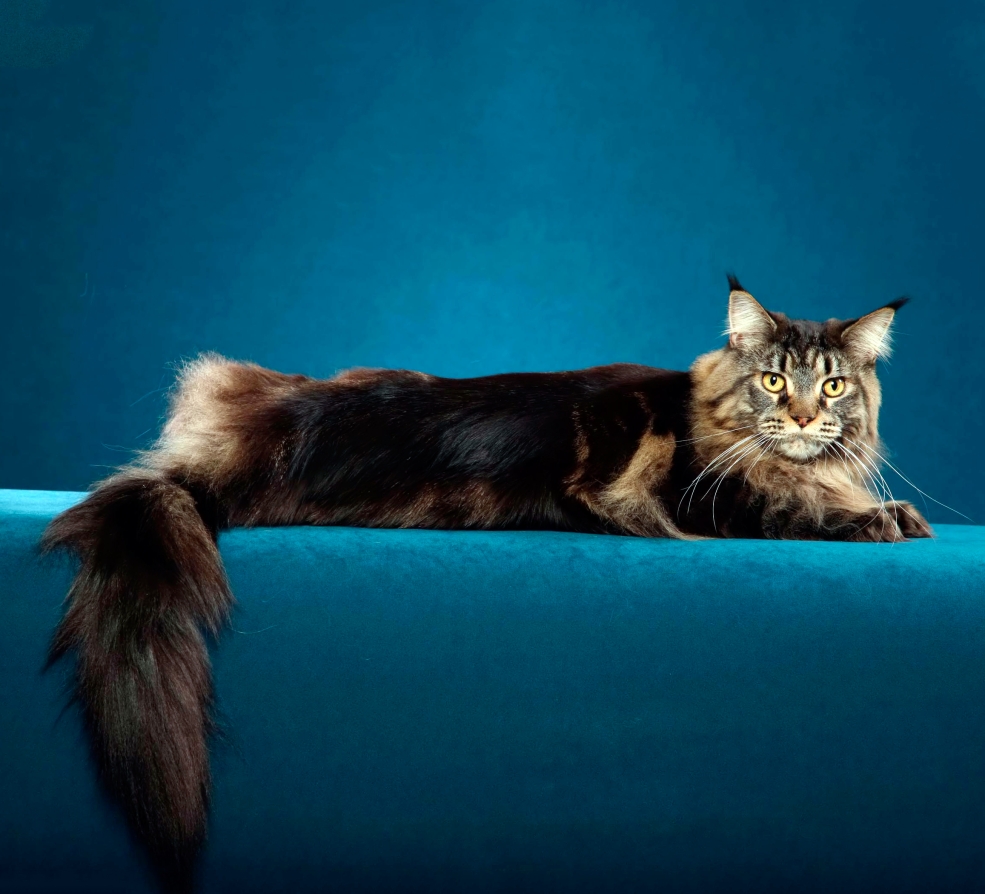 Мейнкун кот