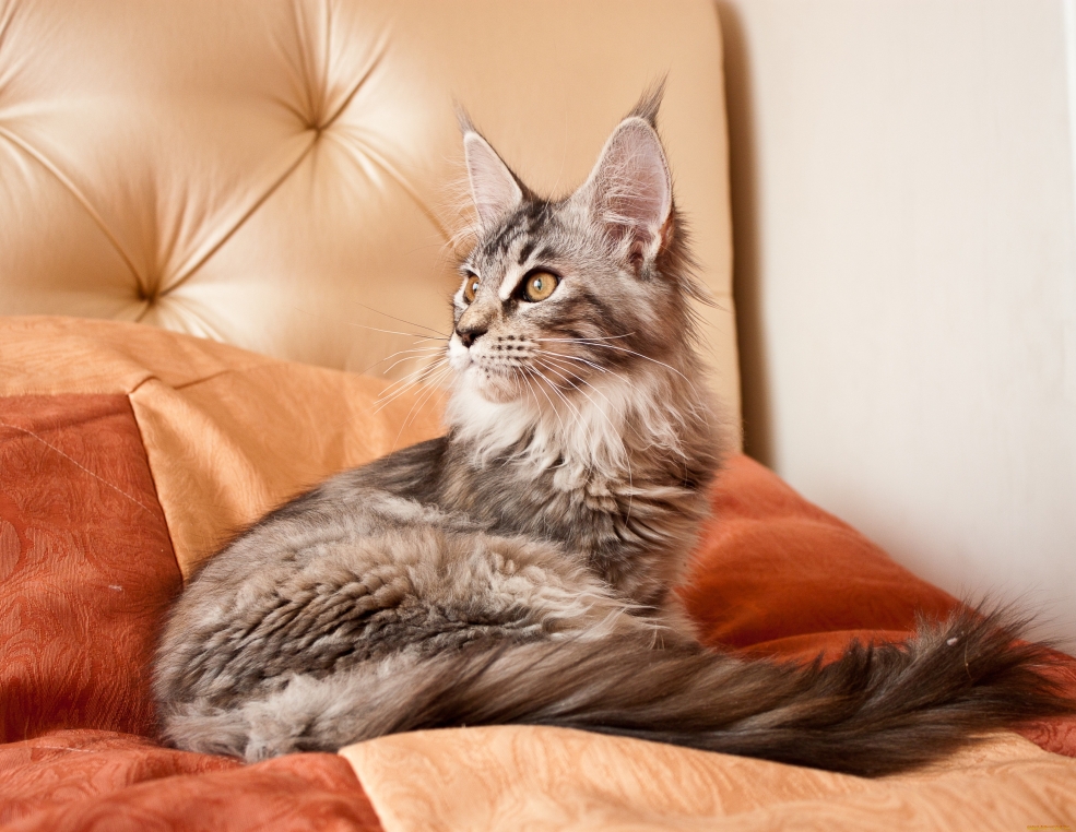 Кот Мейн кун