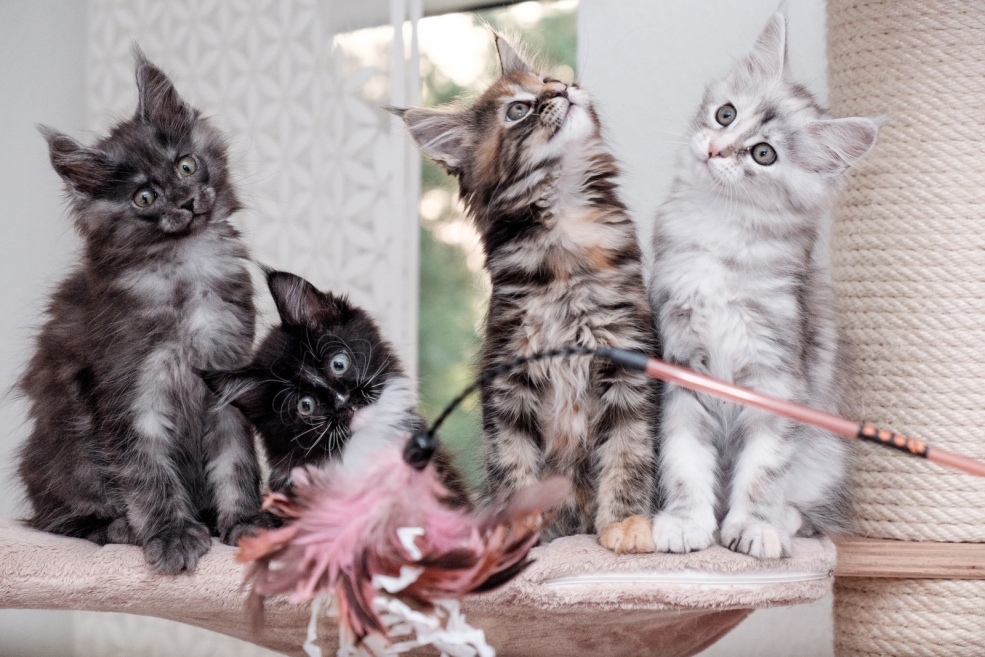 Котята Мейн кун