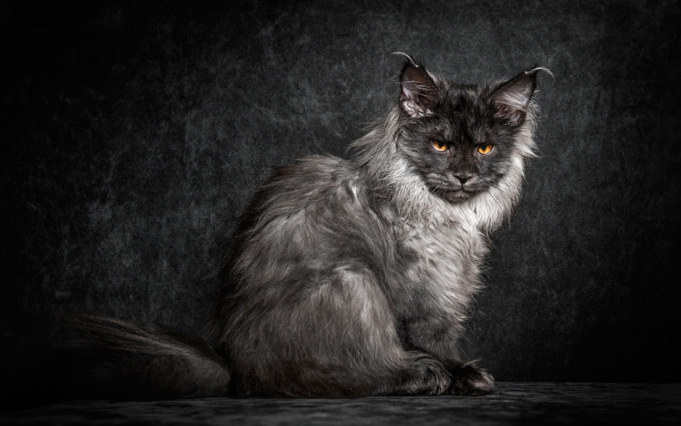 Кот Мейн кун серо черный