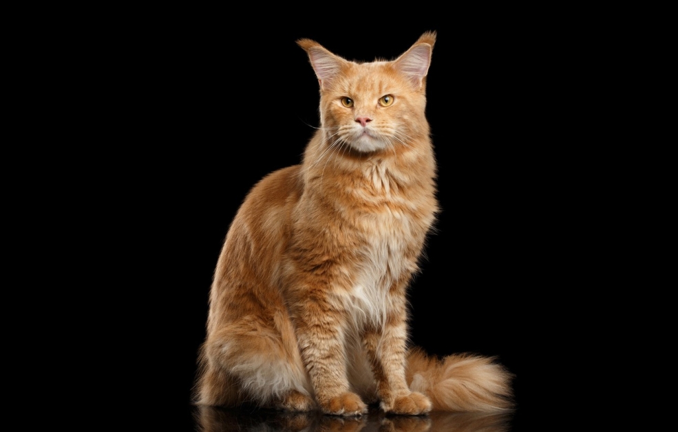 Кот Мейн кун