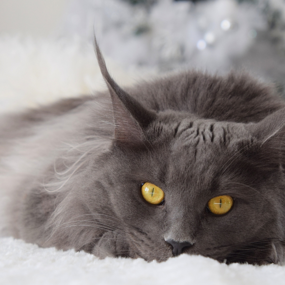 Мейн кун кошка серая