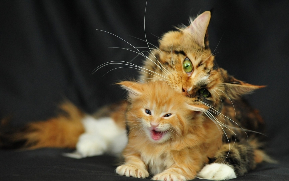 Кот Мейн кун