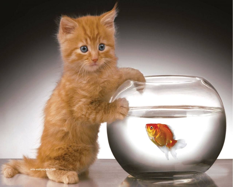 Котенок и рыба
