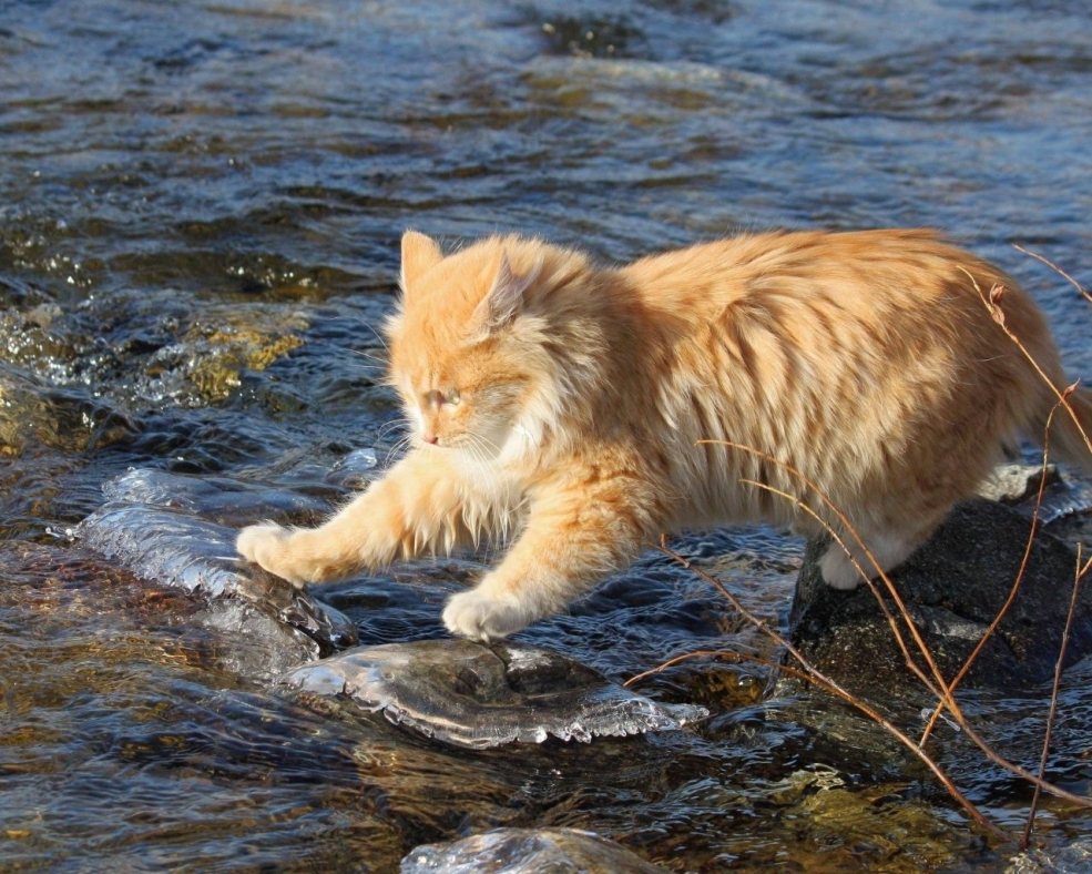 Коты смотрят на вяленую рыбу