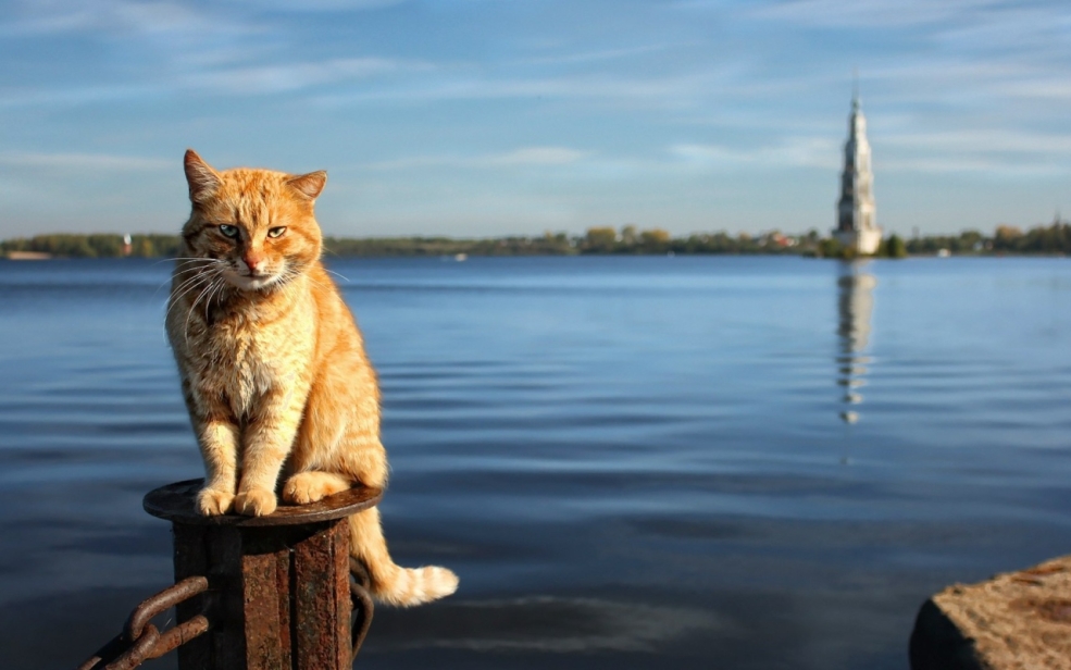Кошка ворует рыбу