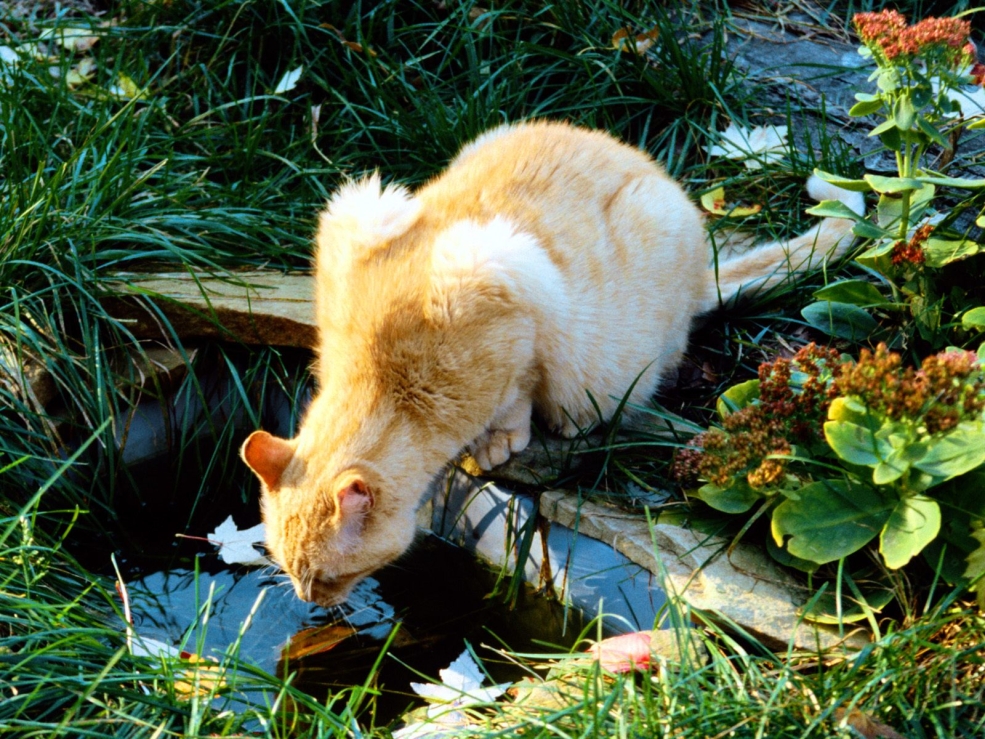 Коты в лодке