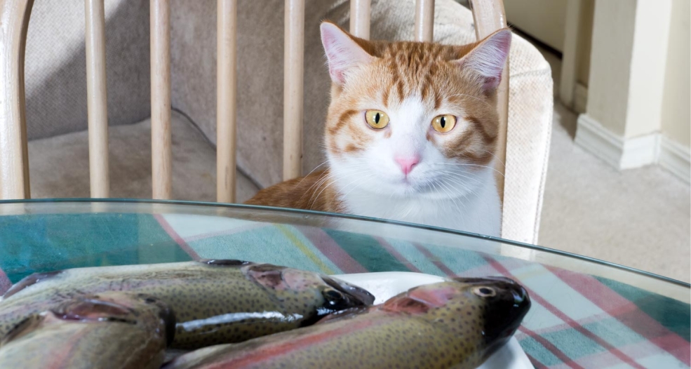 Cat eat fish