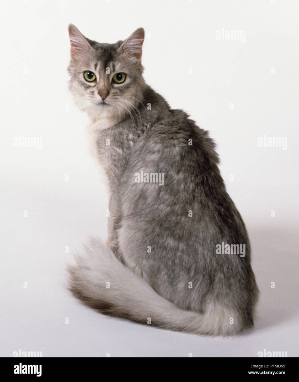 Сомалийская кошка голубая