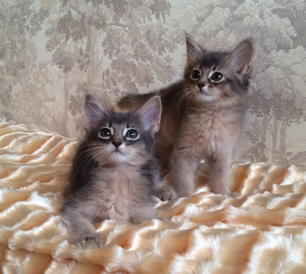 Сомалийская кошка