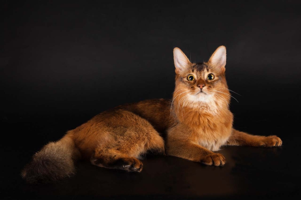 Сомалийская кошка