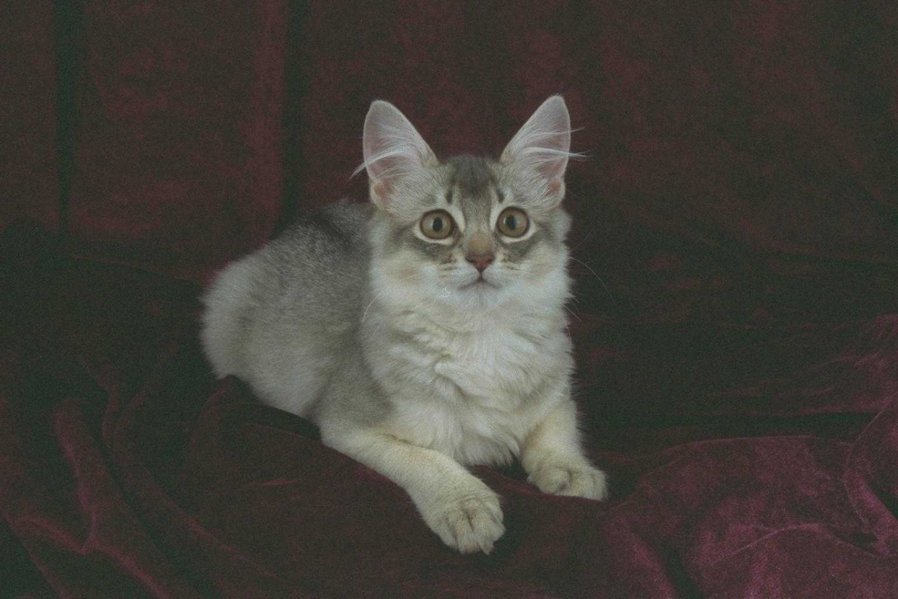 Котята сомалийской породы