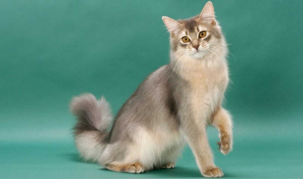 Сомалийская кошка фавн