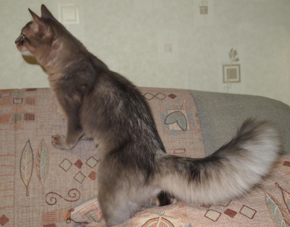Сомали кошка фавн