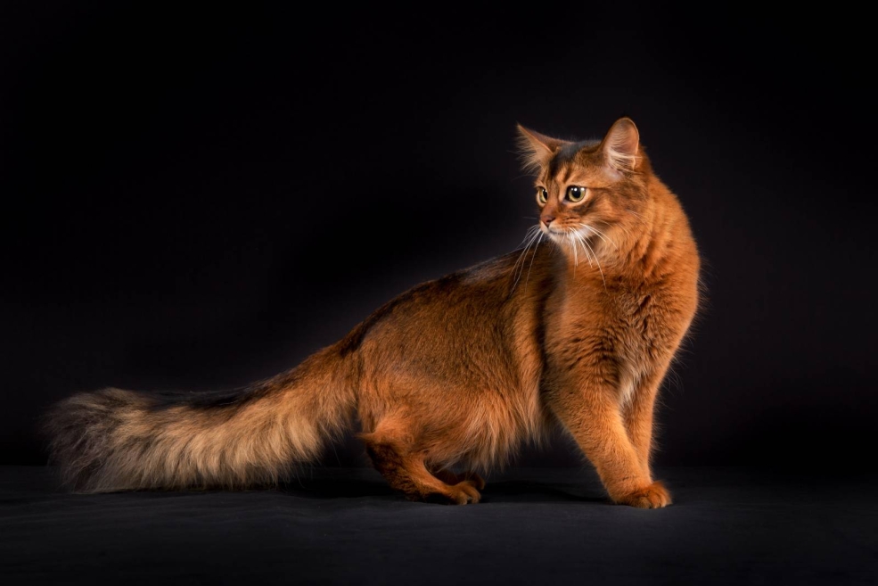 Абиссинская кошка Сомали