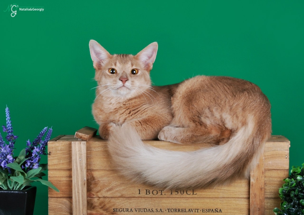 Абиссинская кошка Сомали