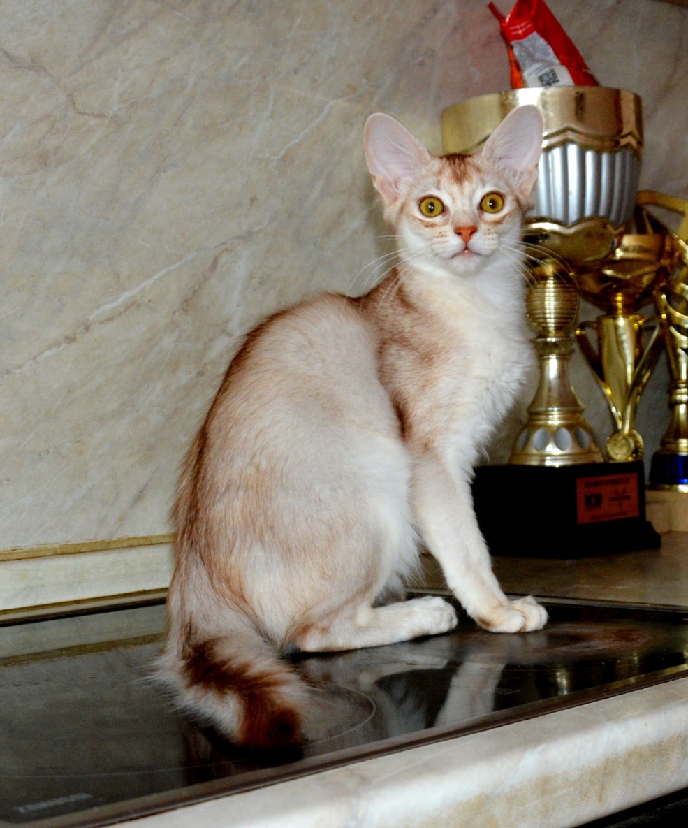 Сомалийская кошка