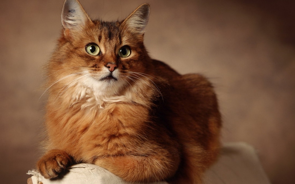 Сомалийская кошка