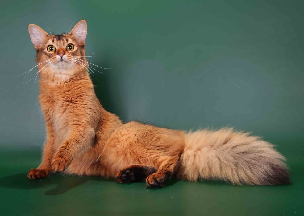 Кошки породы Сомали