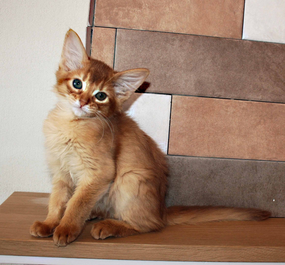 Сомалийская Лесная кошка