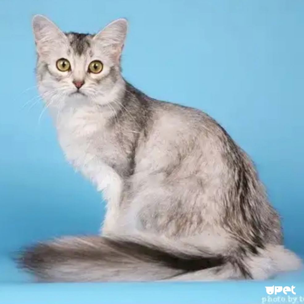Сомалийская кошка