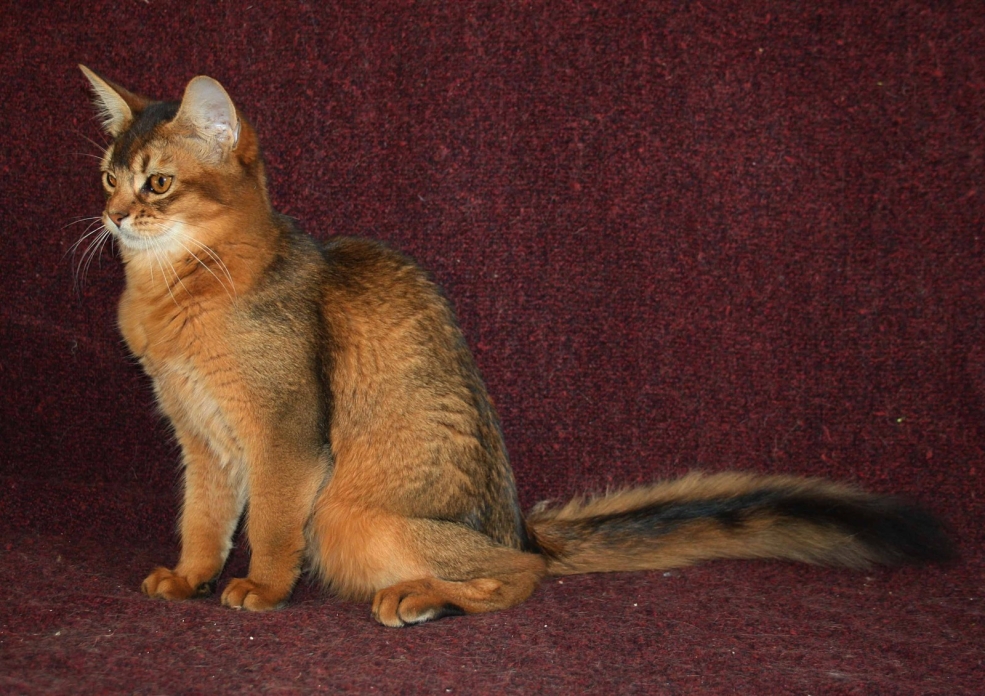 Абиссинская и Сомалийская кошка