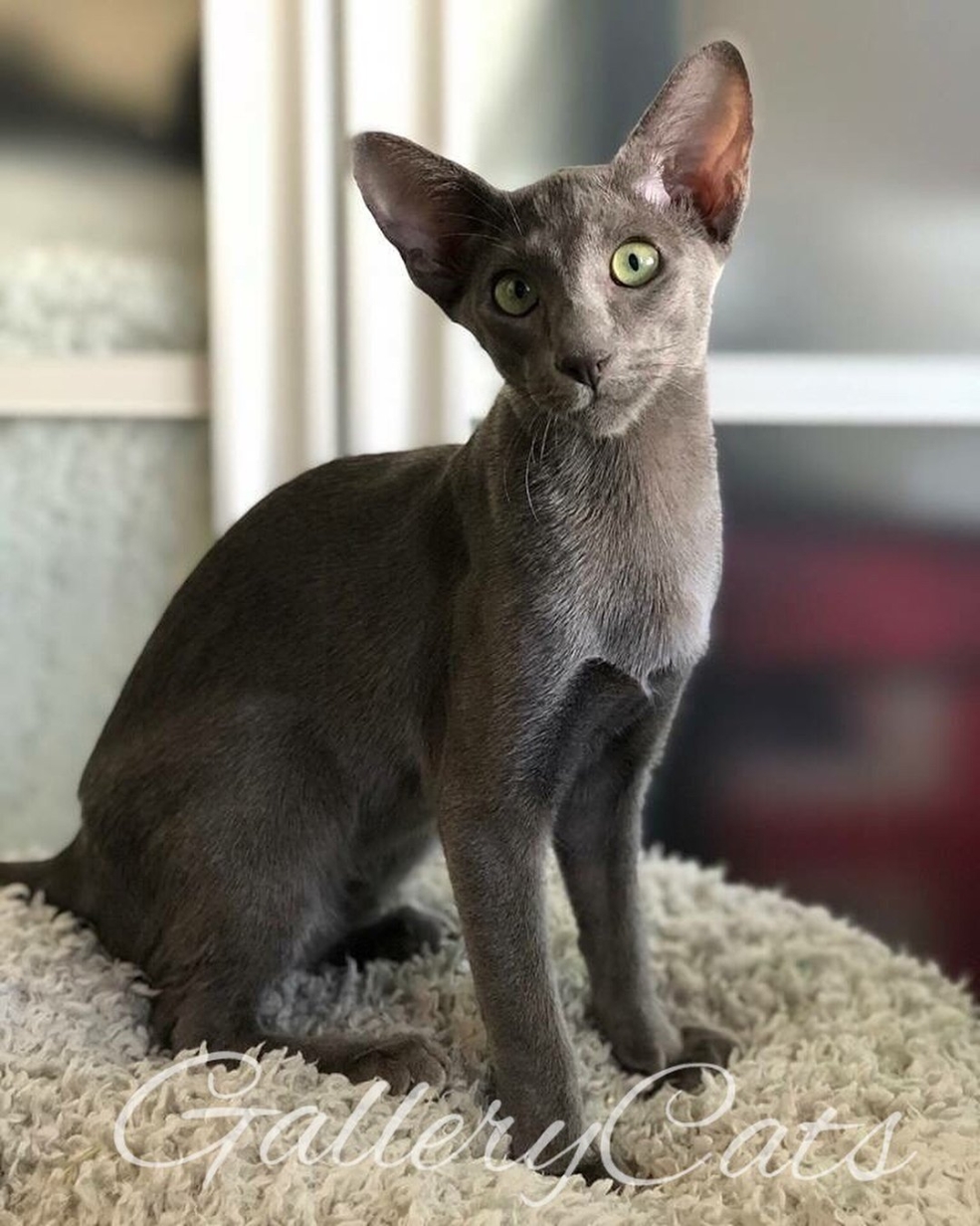 Кошка Ориентал